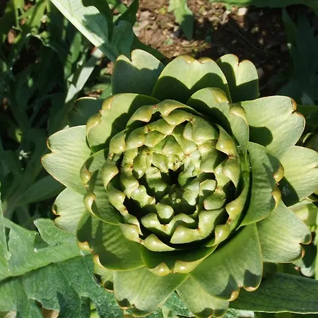 Studio Candia Appartement *