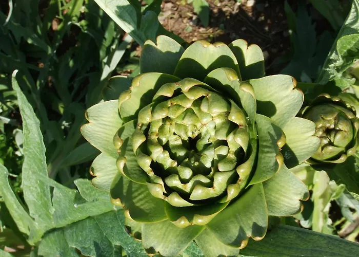 Studio Candia Apartamento *